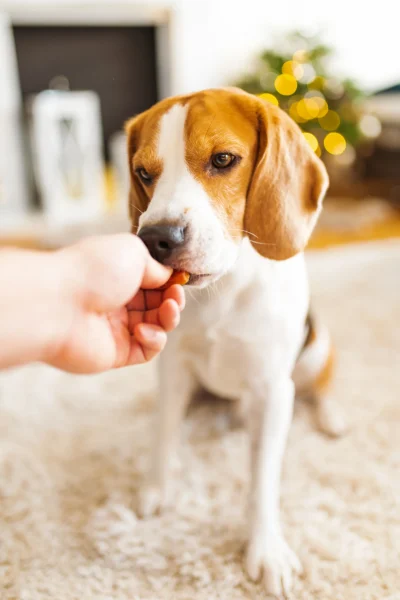 portrait-of-purebred-beagle-dog-sitting-on-floor-a-2024-10-12-22-02-20-utc